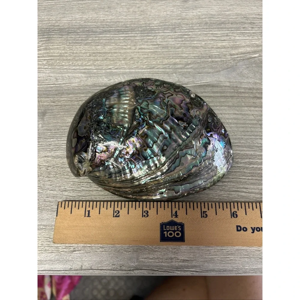 Large Abalone Seashell Iridescent Bowl Beach Home‎ Decor Pearl A3